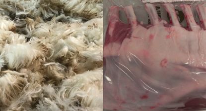 Lanas y carne ovina, con exportaciones en lo que va del año que han mostrado diferentes comportamientos.