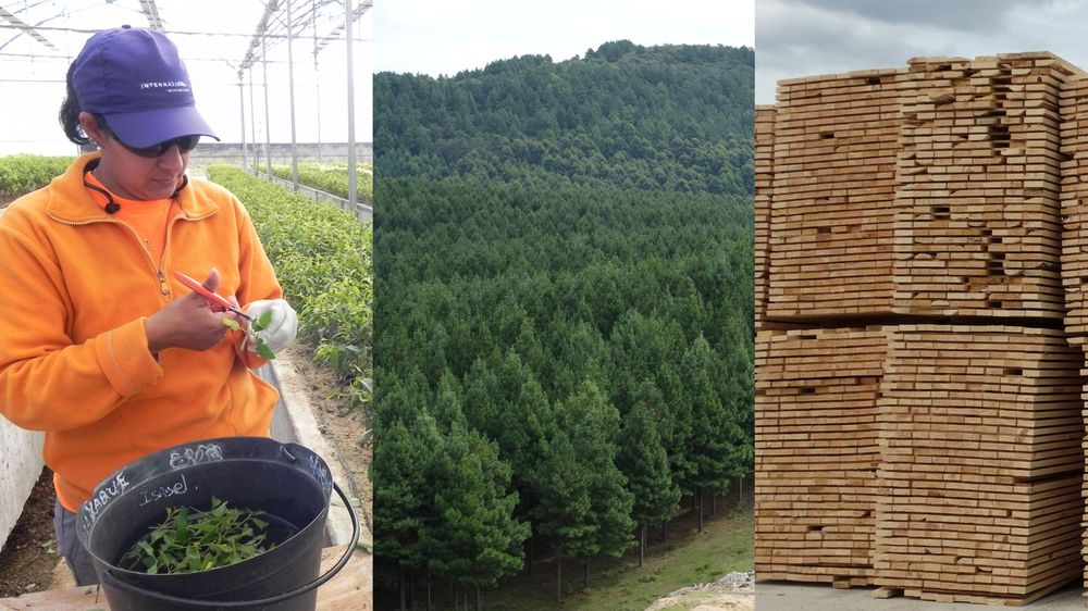 Uruguay: forestación, junto a la ganadería y la agricultura, sector clave en las exportaciones.