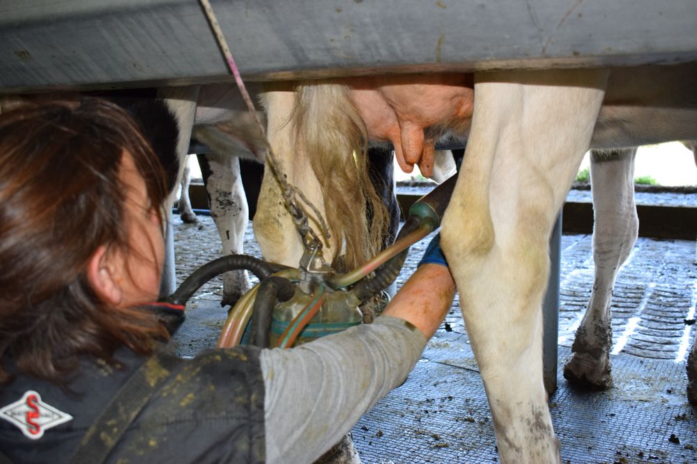 Cooperativas Agrarias Federadas emitió un comunicado en el que expuso su mirada sobre el conflicto en Conaprole.