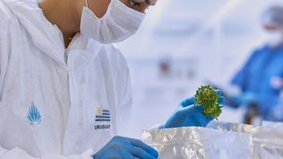 Cannabis medicinal, Fotmer&nbsp;