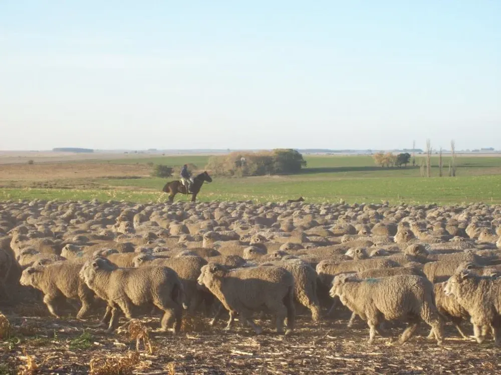 La majada nacional consta de 6.573.658 animales.