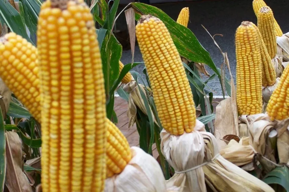Maíz, un jugador clave en la paleta de cultivos de verano en Uruguay.