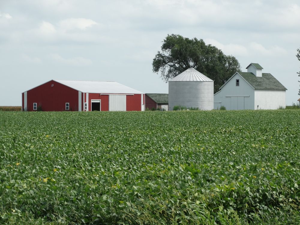 Estados Unidos: producción de soja en campos de Illinois.
