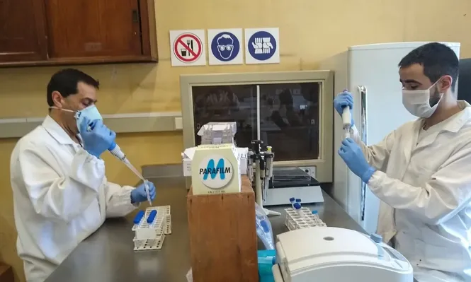 La Udelar fabrica hisopos para terminar con el “cuello de botella” en tests