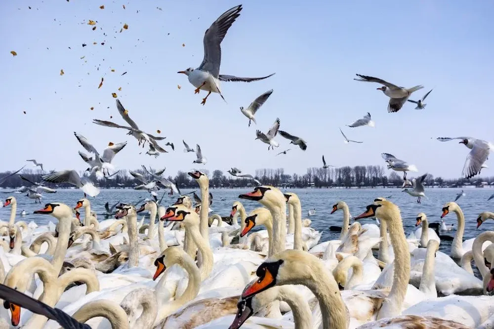 La ribera del río Danubio, en Belgrado