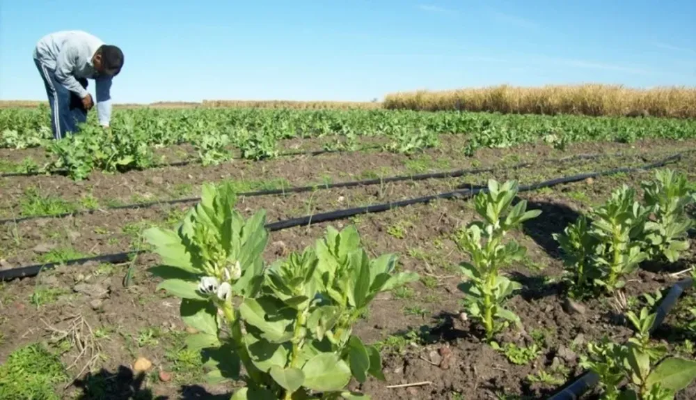 Las lluvias ocasionan perjuicios económicos a los productores hortícolas