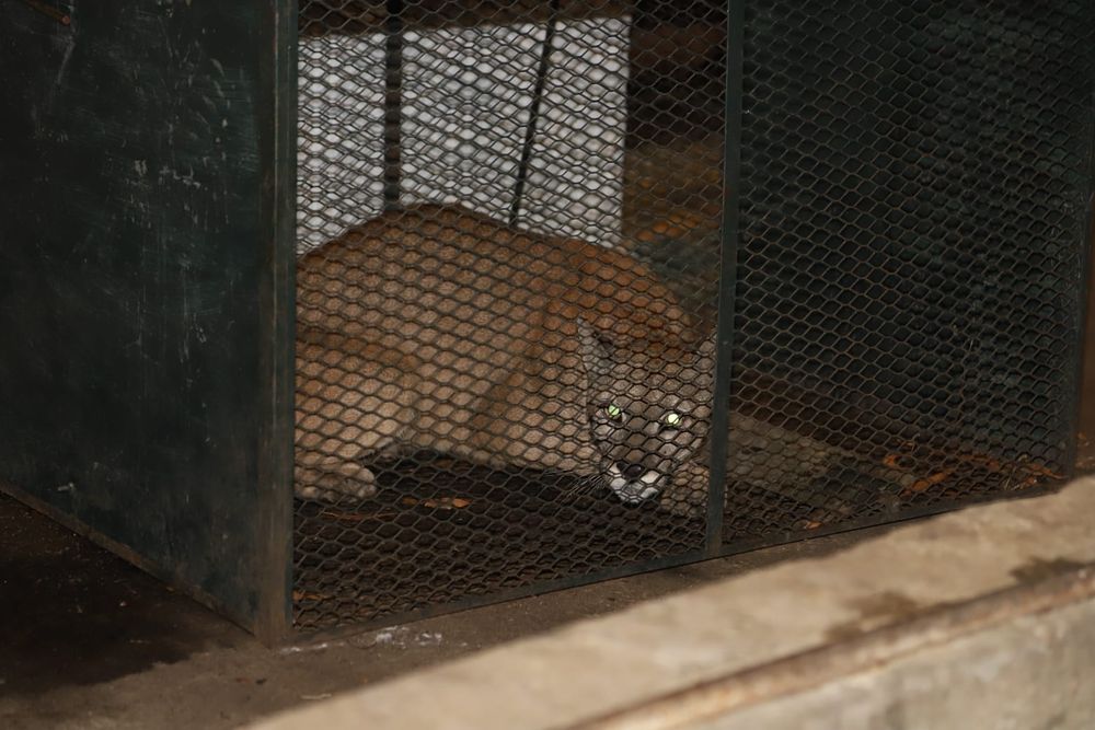 Recapturaron al puma que se había escapado de Estación de Cría de Fauna Autóctona de Maldonado