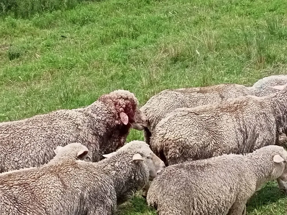 Cinco ovejas murieron y cinco quedaron vivas pero con heridas.