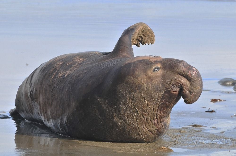 elefante.jpg