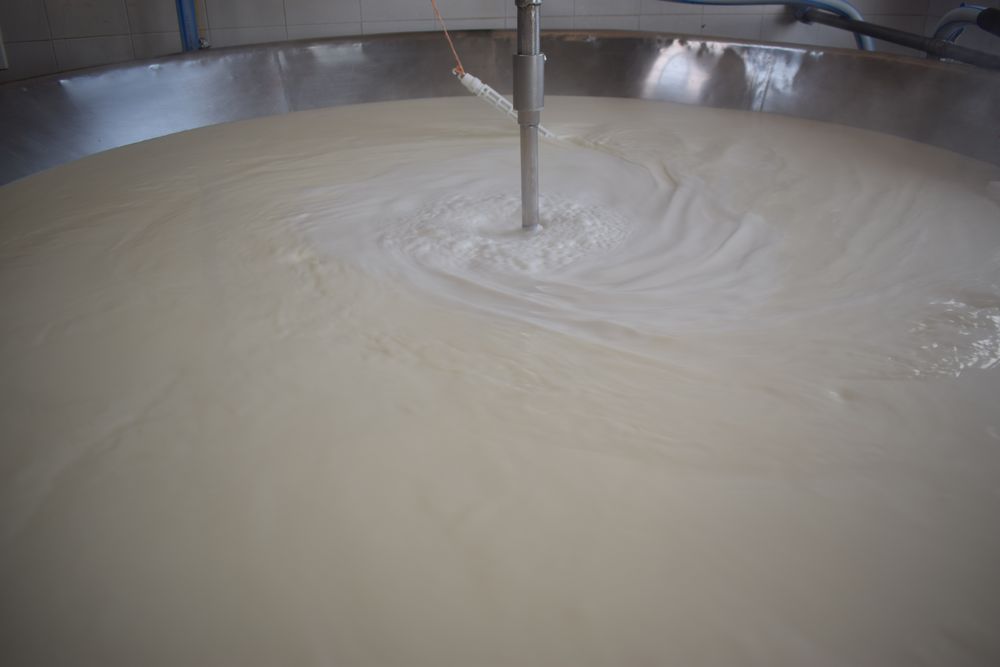 Quesos: industrialización de leche, en Colonia.
