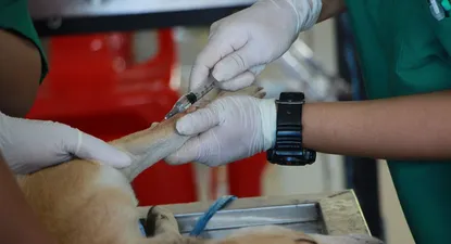 El gobierno exige la esterilización de perros, aunque en algunos casos permite excepciones.