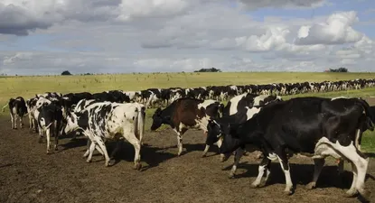 Tamberos: expectantes al clima y de los mercados.