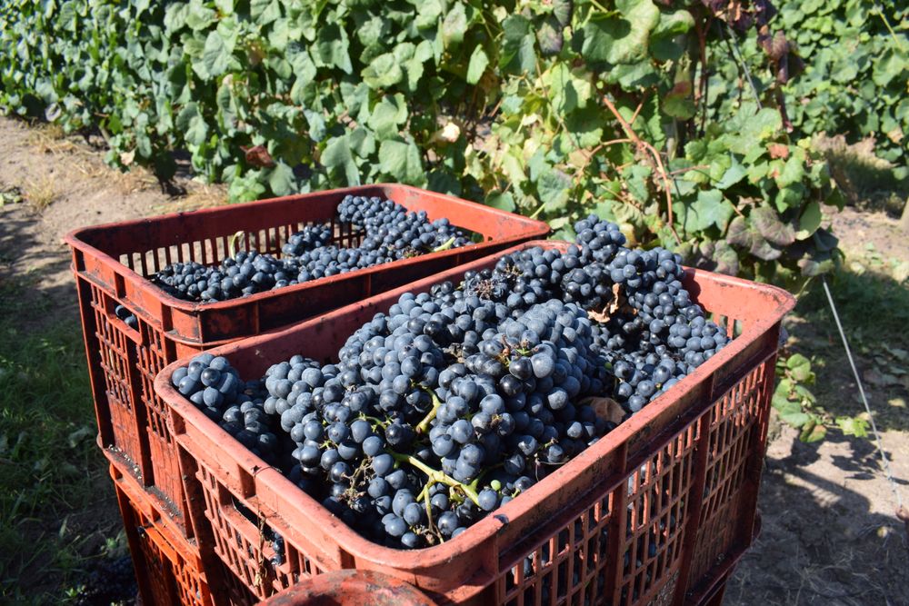 Viticultores: preocupados por un futuro que ven complicado.
