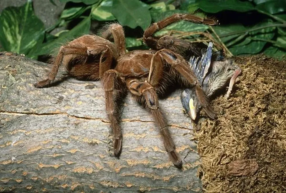 Araña Goliat comedora de aves La Theraphosa blondi es la segunda especie de araña más grande del mundo. Esta pariente de la tarántula pueden alcanzar los 30 centímetros de largo y pesar más de 170 gramos. Mientras que los machos tienen una esperanza de vida de 3 a 6 años, la de las hembras es de entre 15 y 25 años. Una razón, explica National Geographic, puede ser que la hembra se come al macho luego de aparearse.