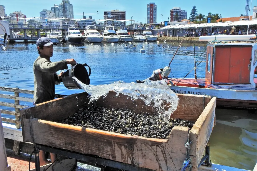 Mejillonero en Punta del Este.