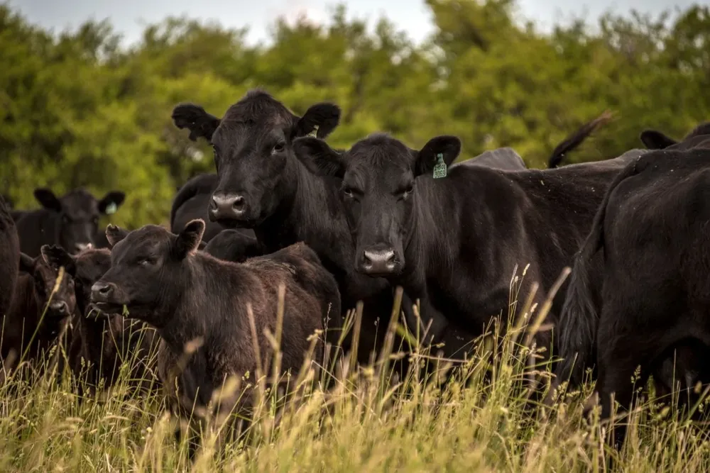 La ganadería está atravesando su momento de mayor presión desde 2020