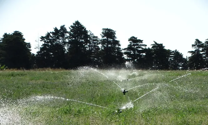 Riego en pasturas para uso ganadero.