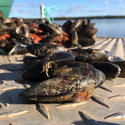 Mejillones.