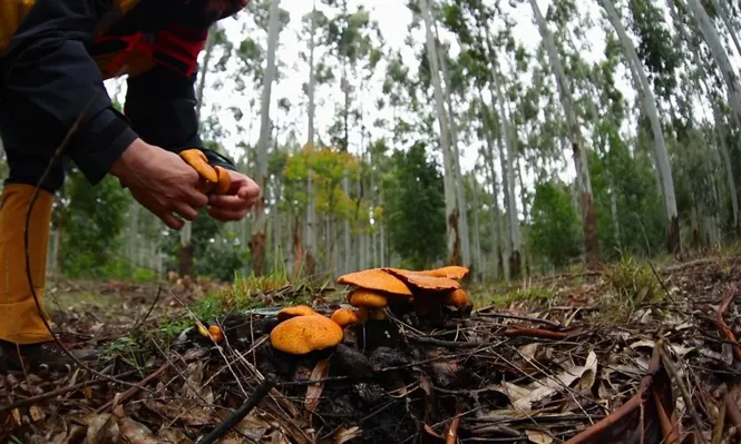Hongos en montes con eucalyptus.