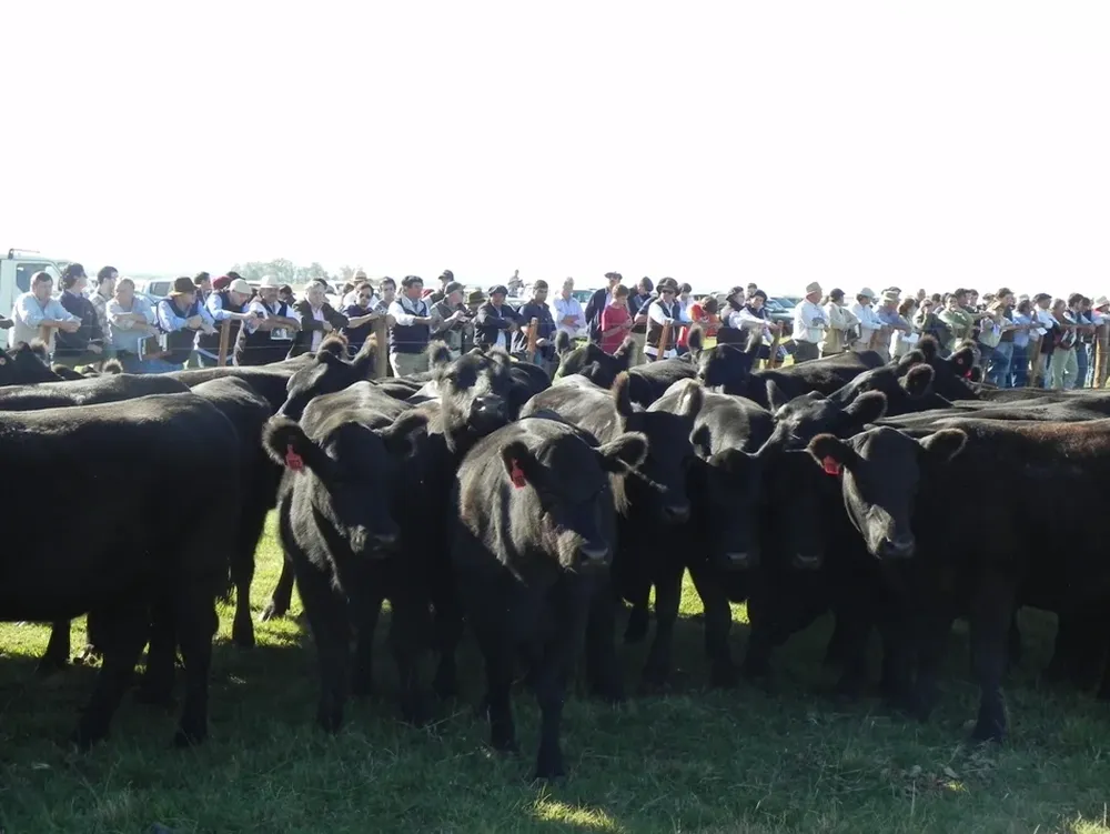 La raza Angus exhibirá todas sus cualidades