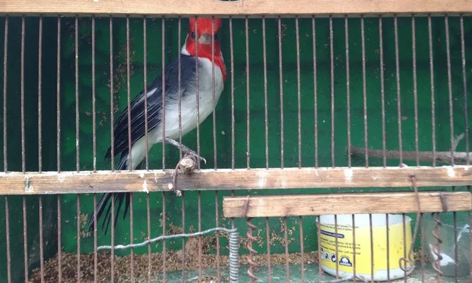 El transporte y venta de aves silvestres se suspendió debido a una medida del gobierno.