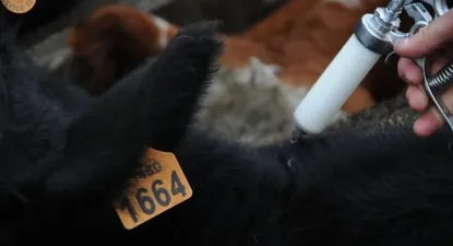 Fiebre aftosa: en Uruguay productores e industriales coinciden en que no debería dejar de vacunar contra esa enfermedad.