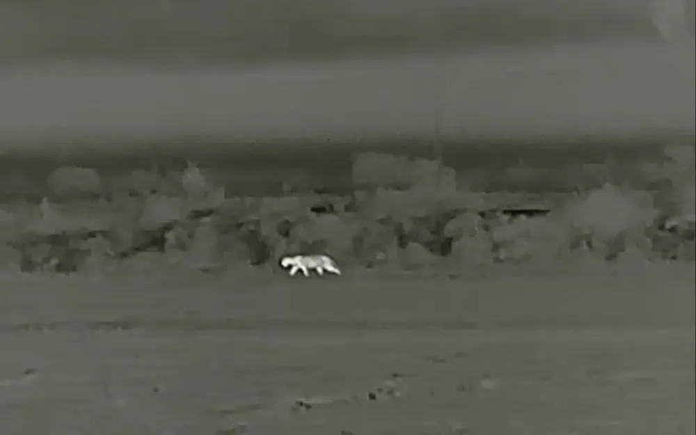 Puma en Treinta y Tres