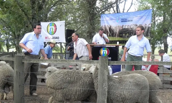 Reproductores Merino Dohne de La Pastoral promediaron US$ 901