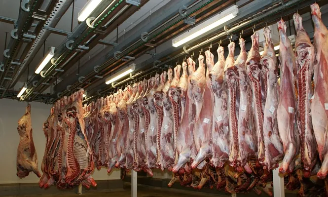 Carne vacuna en stock en cámara de frigorífico.