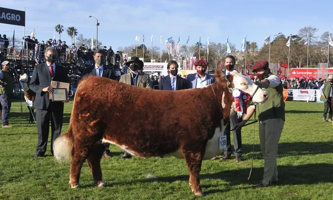 Grandes Campeonas: de La Elisa en Polled Hereford y de El Baqueano en Hereford