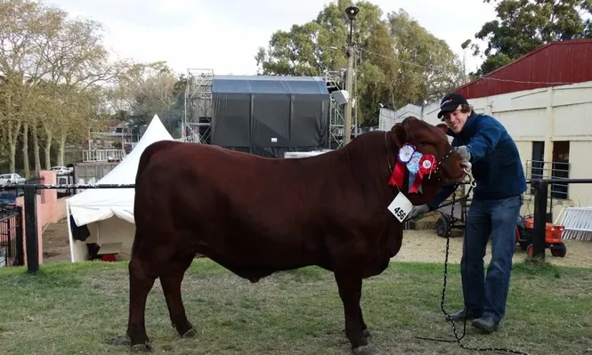 Gran Campeón Senepol de Vetas Naturales S.A
