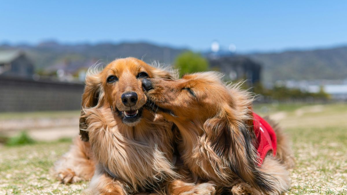 Estas son las razas de perros que más años viven, según la ciencia