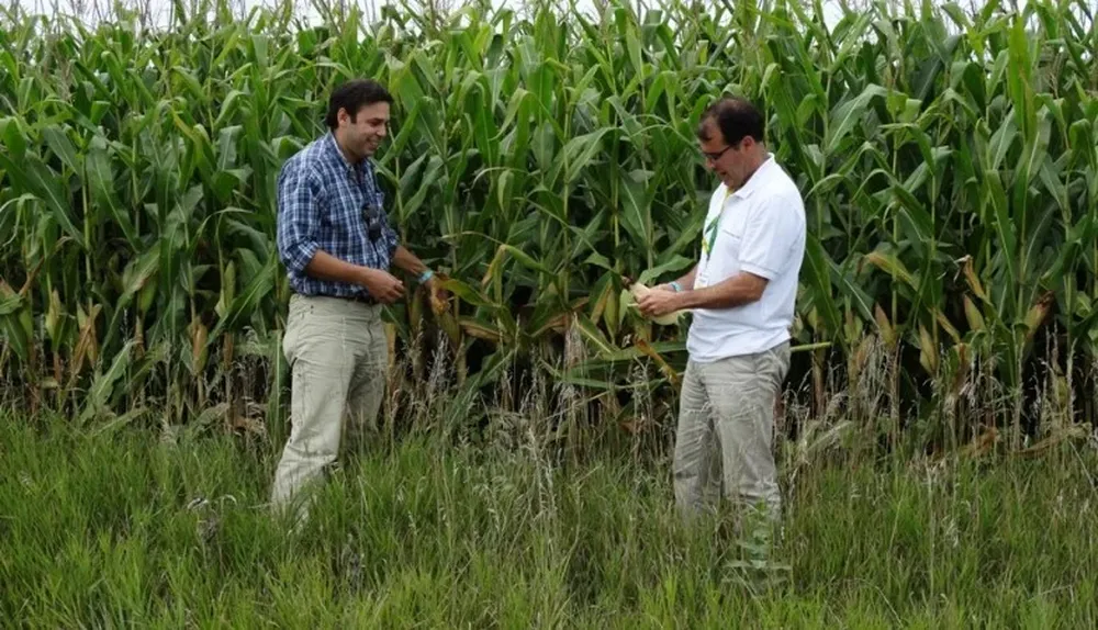 Iowa: José Zerbino y Julio Blanco en un maizal