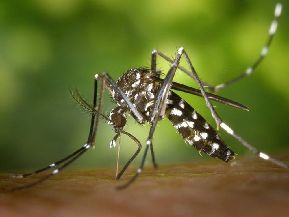 El mosquito tigre, uno de los responsable de la transmisión del dengue