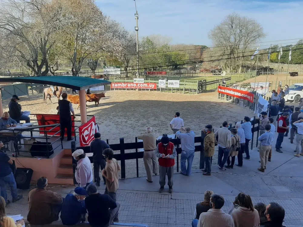 El mayor precio del remate se lo llevó el mejor vientre Angus.