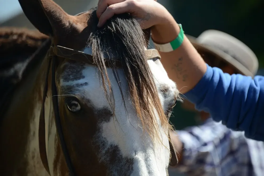 El MGAP realiza un control diario y en todo el territorio sobre el comportamiento de la enfermedad.