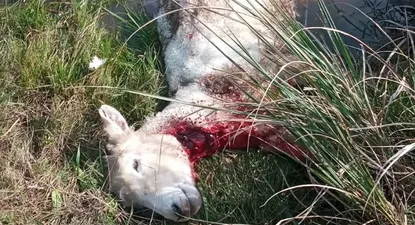 El ataque de perros se dio al mediodía.