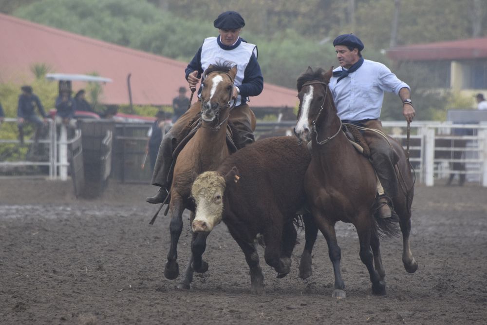 Uruguay se dará el lujo de tener en la Rural del Prado a los mejores caballos Criollos del mundo.
