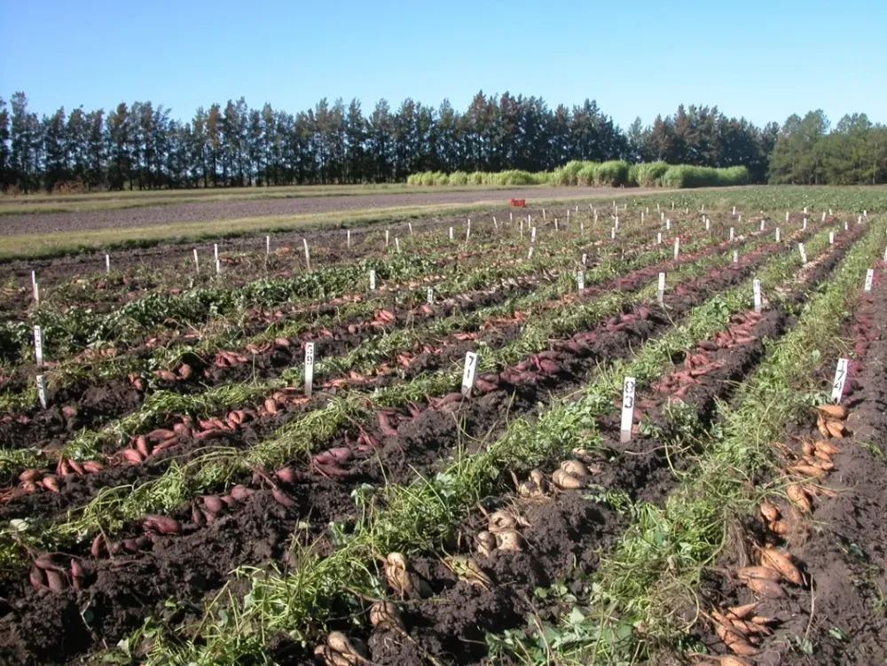 Se promueve el riego para la horticultura en un plan de cuidado de suelos