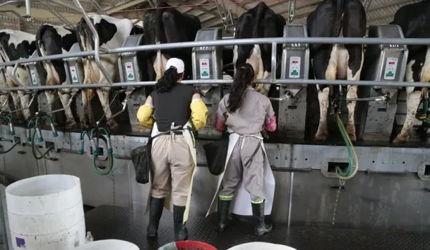 El jornal para un peón especializado de un tambo es de $ 1.186.