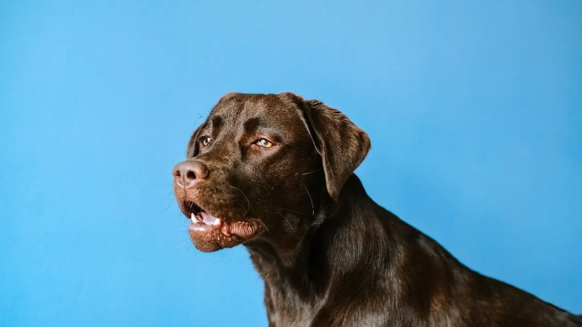 por qué mi perro tose flema blanca