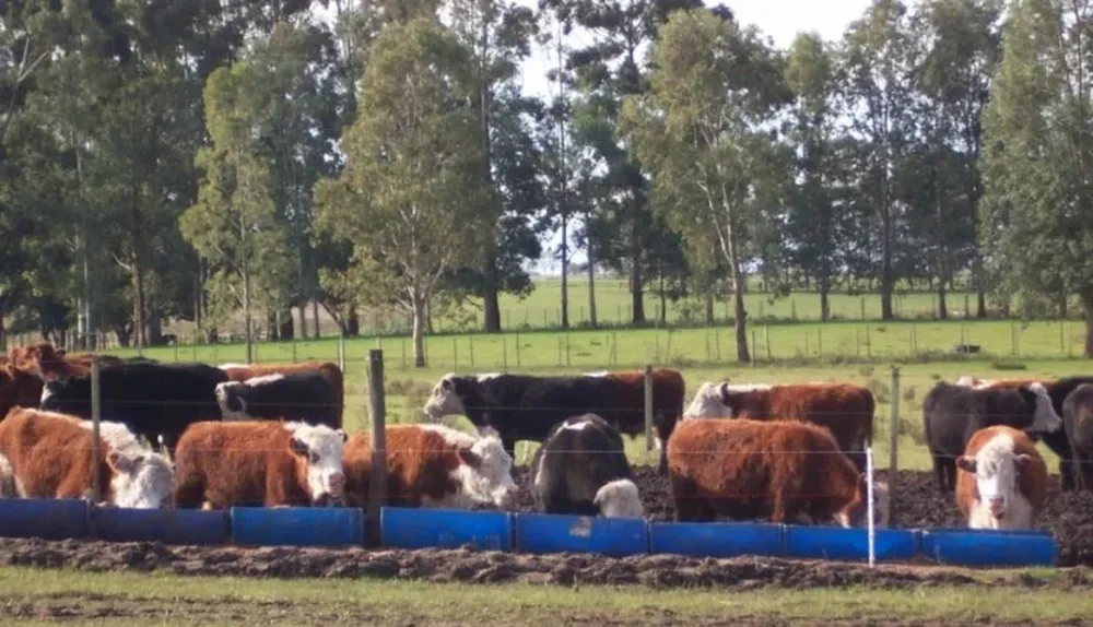 Los productores deberán informarse en el SNIG sobre su situación si están interdictados