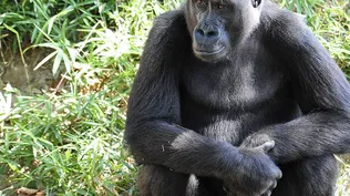 Gorilas en un zoo de EEUU en tratamiento por coronavirus
