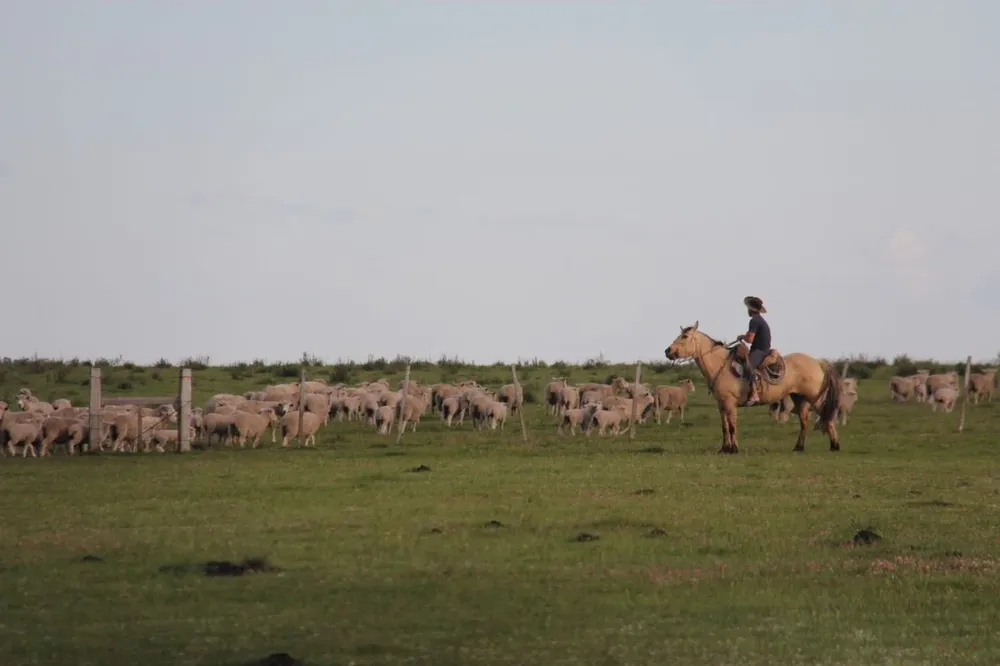 Romney Marsh en el establecimiento Las Negras.