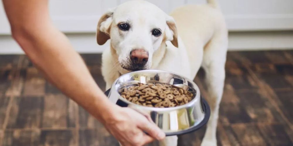 COMIDA PARA PERROS.jpg