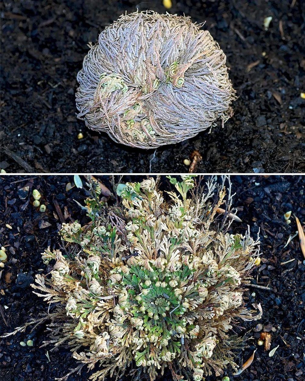 La Selaginella lepidophylla puede sobrevivir meses de sequía y luego revivir en cuestión de horas.