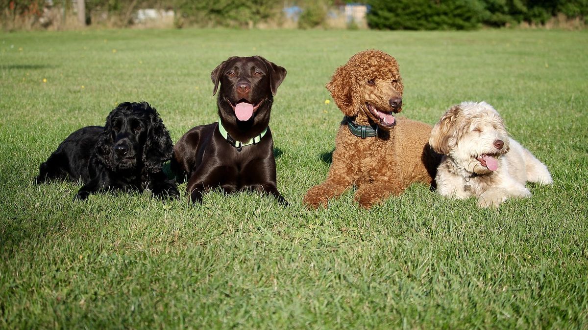 Cuál es el perro más feo del mundo y cómo se llama?, esta es su historia