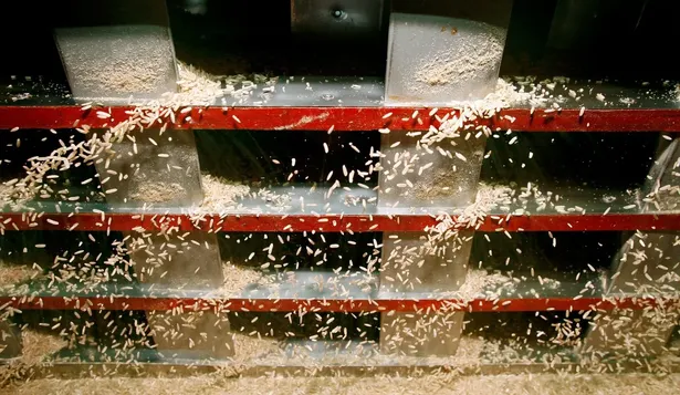 Arroz, junto con soja, trigo, cebada, maíz y colza, el cultivo más extendido en Uruguay.