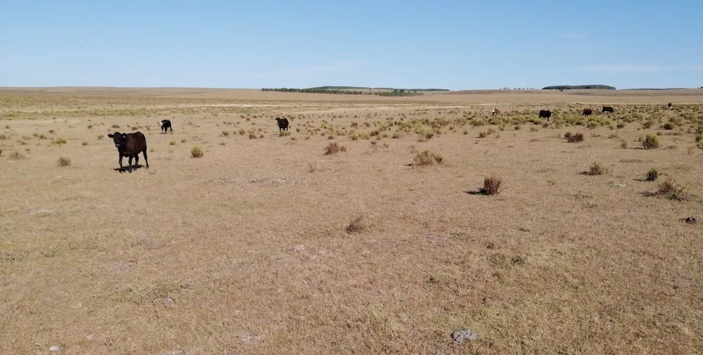 Técnicos del INIA recomiendan tomar recaudos en cuanto a la alimentación y el movimiento de los animales.