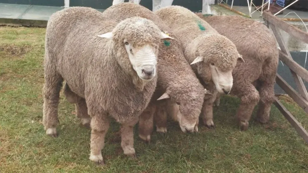 El interés internacional por la lana sigue firme